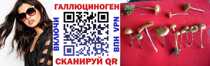 Галлюциногенные грибы Psilocybe  Купить где  Новоалтайск 